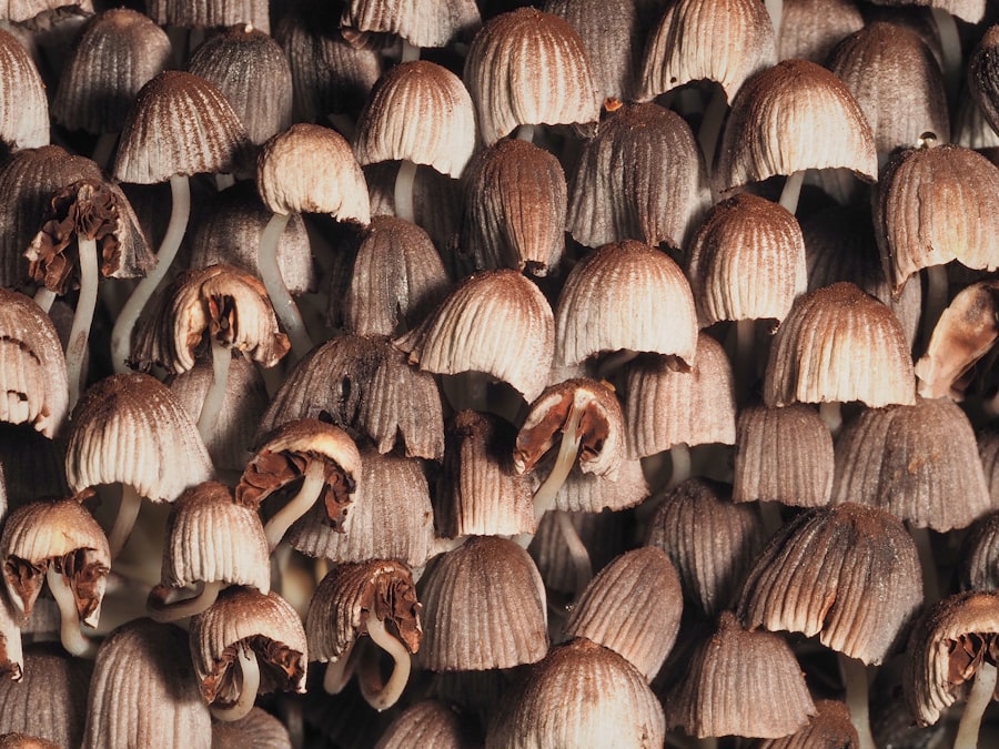 Mushroom laboratory