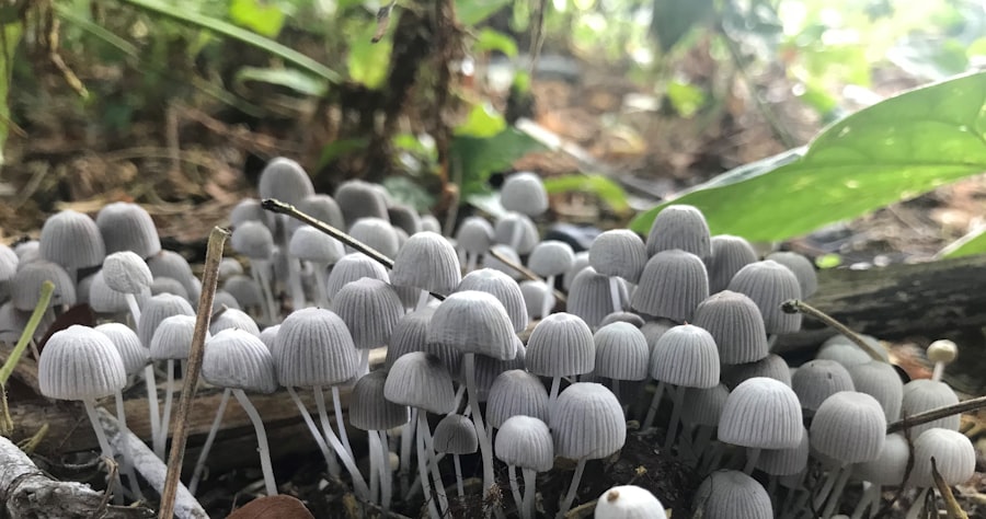 Photo Mushroom laboratory