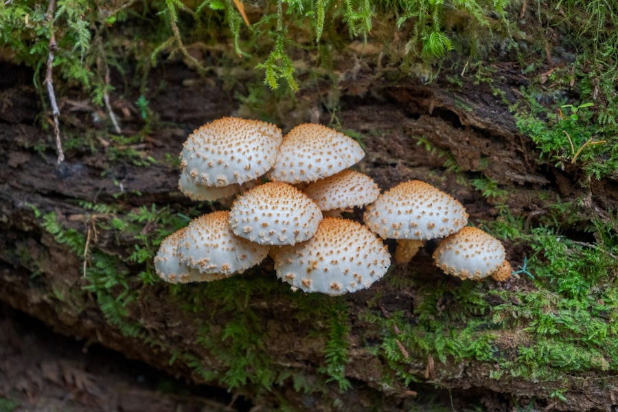 Photo Psilocybin